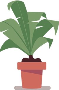 plante verte dans un pot